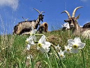 49 Anche le capre orobiche baciate dal sole tra i narcisi